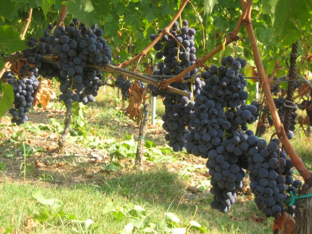 Fattoria Di Rignana Winery Bnb Greve in Chianti Exterior foto